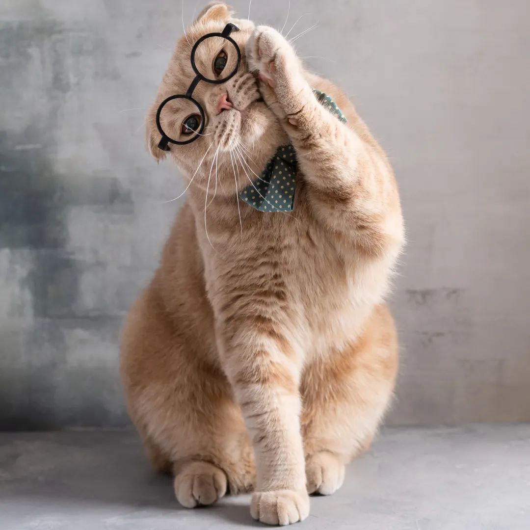 流言,秘密的概念。有趣的猫告诉秘密和隐藏他的脸与爪子。销售,折扣概念。靠近点(1).jpg